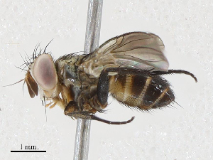  ( - CBG-A02857-A08)  @11 [ ] CreativeCommons - Attribution (2023) CBG Photography Group Centre for Biodiversity Genomics