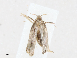  ( - CBG-A02857-C09)  @11 [ ] CreativeCommons - Attribution (2023) CBG Photography Group Centre for Biodiversity Genomics