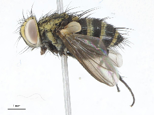  (Lixophaga Malaise8175 - CBG-A02908-G09)  @11 [ ] CreativeCommons - Attribution (2023) CBG Photography Group Centre for Biodiversity Genomics