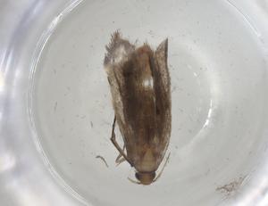  ( - CBG-A03116-H01)  @11 [ ] CreativeCommons - Attribution (2023) Centre for Biodiversity Genomics Centre for Biodiversity Genomics