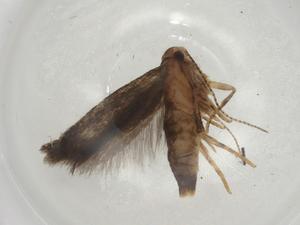  ( - CBG-A03140-B12)  @11 [ ] CreativeCommons - Attribution (2023) Centre for Biodiversity Genomics Centre for Biodiversity Genomics