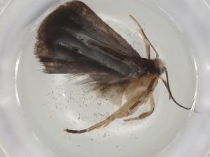  ( - CBG-A03140-E08)  @11 [ ] CreativeCommons - Attribution (2023) Centre for Biodiversity Genomics Centre for Biodiversity Genomics