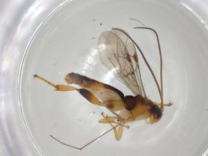  ( - CBG-A03141-H10)  @11 [ ] CreativeCommons - Attribution (2023) Centre for Biodiversity Genomics Centre for Biodiversity Genomics