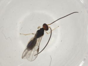  (Neognamptodon Malaise4256 - CBG-A03142-F11)  @11 [ ] CreativeCommons - Attribution (2023) Centre for Biodiversity Genomics Centre for Biodiversity Genomics