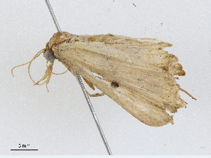  ( - CBG-A04467-B05)  @11 [ ] CreativeCommons - Attribution (2023) CBG Photography Group Centre for Biodiversity Genomics