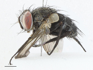  (Lixophaga Malaise3526 - CBG-A04469-B02)  @11 [ ] CreativeCommons - Attribution (2023) CBG Photography Group Centre for Biodiversity Genomics