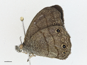  ( - CBG-A04469-E01)  @11 [ ] CreativeCommons - Attribution (2023) CBG Photography Group Centre for Biodiversity Genomics