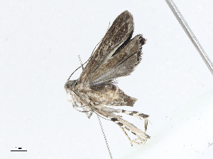  (cramMalaise01 BioLep4816 - CBG-A04469-F04)  @11 [ ] CreativeCommons - Attribution (2023) CBG Photography Group Centre for Biodiversity Genomics