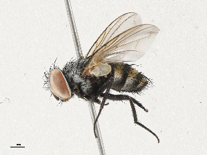  (Argyrochaetona Malasie2385 - CBG-A04471-B12)  @11 [ ] CreativeCommons - Attribution (2023) CBG Photography Group Centre for Biodiversity Genomics