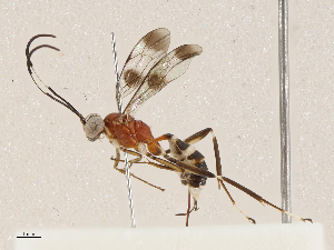  ( - CBG-A04590-E09)  @11 [ ] CreativeCommons - Attribution (2023) CBG Photography Group Centre for Biodiversity Genomics