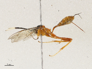  ( - CBG-A04590-E12)  @11 [ ] CreativeCommons - Attribution (2023) CBG Photography Group Centre for Biodiversity Genomics