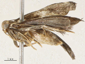  (gelMalaise01 Malaise8459 - CBG-A04591-G05)  @11 [ ] CreativeCommons - Attribution (2023) CBG Photography Group Centre for Biodiversity Genomics
