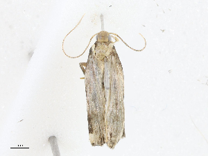  ( - CBG-A04592-A05)  @11 [ ] CreativeCommons - Attribution (2023) CBG Photography Group Centre for Biodiversity Genomics