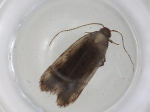  ( - CBG-A04775-A09)  @11 [ ] CreativeCommons - Attribution (2023) Centre for Biodiversity Genomics Centre for Biodiversity Genomics