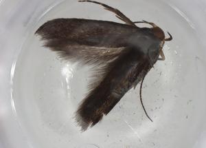  ( - CBG-A04775-C11)  @11 [ ] CreativeCommons - Attribution (2023) Centre for Biodiversity Genomics Centre for Biodiversity Genomics