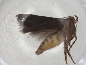  ( - CBG-A04802-D09)  @11 [ ] CreativeCommons - Attribution (2023) Centre for Biodiversity Genomics Centre for Biodiversity Genomics