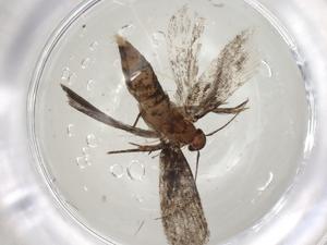  (gelMalaise01 Malaise8560 - CBG-A04802-H01)  @11 [ ] CreativeCommons - Attribution (2023) Centre for Biodiversity Genomics Centre for Biodiversity Genomics