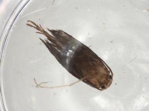  ( - CBG-A04802-H06)  @11 [ ] CreativeCommons - Attribution (2023) Centre for Biodiversity Genomics Centre for Biodiversity Genomics