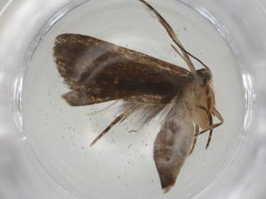  ( - CBG-A04832-D12)  @11 [ ] CreativeCommons - Attribution (2023) Centre for Biodiversity Genomics Centre for Biodiversity Genomics