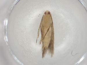  (gelMalaise01 Malaise0927 - CBG-A04832-E02)  @11 [ ] CreativeCommons - Attribution (2023) Centre for Biodiversity Genomics Centre for Biodiversity Genomics