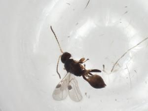  ( - CBG-A04836-D08)  @11 [ ] CreativeCommons - Attribution (2023) Centre for Biodiversity Genomics Centre for Biodiversity Genomics