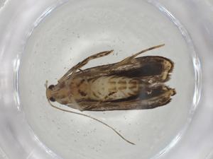  ( - CBG-A05041-F08)  @11 [ ] CreativeCommons - Attribution (2023) Centre for Biodiversity Genomics Centre for Biodiversity Genomics