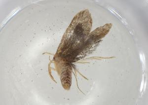  ( - CBG-A05041-G03)  @11 [ ] CreativeCommons - Attribution (2023) Centre for Biodiversity Genomics Centre for Biodiversity Genomics