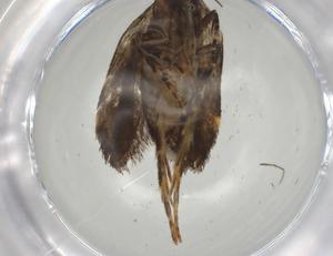  (gelMalaise01 Malaise9016 - CBG-A05041-G12)  @11 [ ] CreativeCommons - Attribution (2023) Centre for Biodiversity Genomics Centre for Biodiversity Genomics