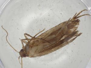  ( - CBG-A05540-B01)  @11 [ ] CreativeCommons - Attribution (2023) Centre for Biodiversity Genomics Centre for Biodiversity Genomics