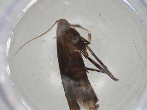  ( - CBG-A05540-E06)  @11 [ ] CreativeCommons - Attribution (2023) Centre for Biodiversity Genomics Centre for Biodiversity Genomics