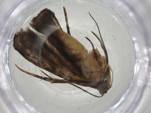  ( - CBG-A05540-F01)  @11 [ ] CreativeCommons - Attribution (2023) Centre for Biodiversity Genomics Centre for Biodiversity Genomics