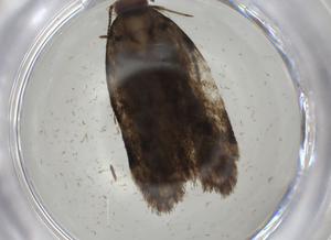  ( - CBG-A05540-H11)  @11 [ ] CreativeCommons - Attribution (2023) Centre for Biodiversity Genomics Centre for Biodiversity Genomics