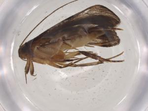  ( - CBG-A05541-B05)  @11 [ ] CreativeCommons - Attribution (2023) Centre for Biodiversity Genomics Centre for Biodiversity Genomics