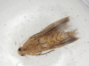  ( - CBG-A06294-B10)  @11 [ ] CreativeCommons - Attribution (2023) Centre for Biodiversity Genomics Centre for Biodiversity Genomics