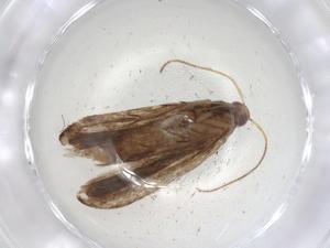  ( - CBG-A06294-D10)  @11 [ ] CreativeCommons - Attribution (2023) Centre for Biodiversity Genomics Centre for Biodiversity Genomics