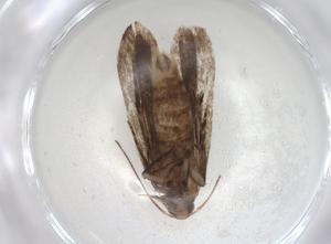  ( - CBG-A06294-D11)  @11 [ ] CreativeCommons - Attribution (2023) Centre for Biodiversity Genomics Centre for Biodiversity Genomics