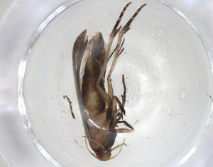  ( - CBG-A06294-G07)  @11 [ ] CreativeCommons - Attribution (2023) Centre for Biodiversity Genomics Centre for Biodiversity Genomics