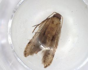  ( - CBG-A06294-G09)  @11 [ ] CreativeCommons - Attribution (2023) Centre for Biodiversity Genomics Centre for Biodiversity Genomics