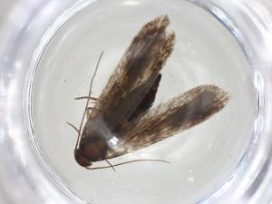  (gelMalaise01 Malaise7952 - CBG-A06294-H02)  @11 [ ] CreativeCommons - Attribution (2023) Centre for Biodiversity Genomics Centre for Biodiversity Genomics