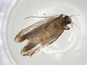  ( - CBG-A06294-H07)  @11 [ ] CreativeCommons - Attribution (2023) Centre for Biodiversity Genomics Centre for Biodiversity Genomics