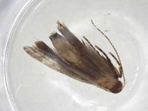  ( - CBG-A06294-H08)  @11 [ ] CreativeCommons - Attribution (2023) Centre for Biodiversity Genomics Centre for Biodiversity Genomics