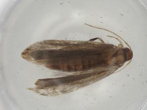  ( - CBG-A06295-A11)  @11 [ ] CreativeCommons - Attribution (2023) Centre for Biodiversity Genomics Centre for Biodiversity Genomics