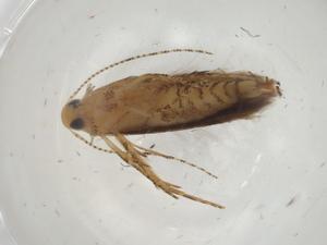  ( - CBG-A06298-A01)  @11 [ ] CreativeCommons - Attribution (2023) Centre for Biodiversity Genomics Centre for Biodiversity Genomics