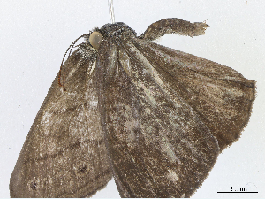  ( - CBG-A07049-B07)  @11 [ ] CreativeCommons - Attribution Share - Alike (2023) CBG Photography Group Centre for Biodiversity Genomics