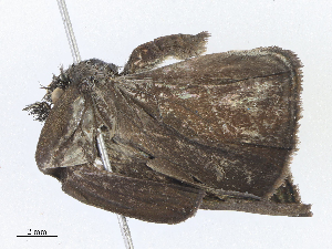  ( - CBG-A07049-B08)  @11 [ ] CreativeCommons - Attribution Share - Alike (2023) CBG Photography Group Centre for Biodiversity Genomics