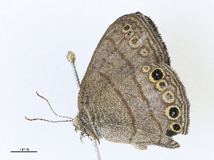  ( - CBG-A07049-B09)  @11 [ ] CreativeCommons - Attribution Share - Alike (2023) CBG Photography Group Centre for Biodiversity Genomics