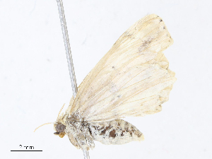  ( - CBG-A07053-C12)  @11 [ ] CreativeCommons - Attribution Share - Alike (2023) CBG Photography Group Centre for Biodiversity Genomics