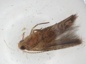  ( - CBG-A08252-C09)  @11 [ ] CreativeCommons - Attribution Share - Alike (2023) Centre for Biodiversity Genomics Centre for Biodiversity Genomics