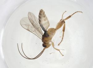  ( - CBG-A08257-A07)  @11 [ ] CreativeCommons - Attribution (2023) Centre for Biodiversity Genomics Centre for Biodiversity Genomics