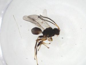  ( - CBG-A08257-F04)  @11 [ ] CreativeCommons - Attribution (2023) Centre for Biodiversity Genomics Centre for Biodiversity Genomics